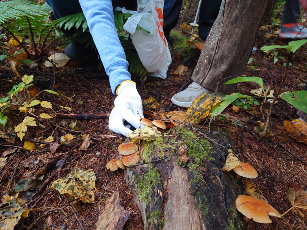 [Bespoke Tour] From Mountain to Table: Wild Mushroom Foraging & Hands-on Cooking Experience