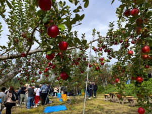 [Incentive Tour] Team Building Apple Picking Game in Komoro City